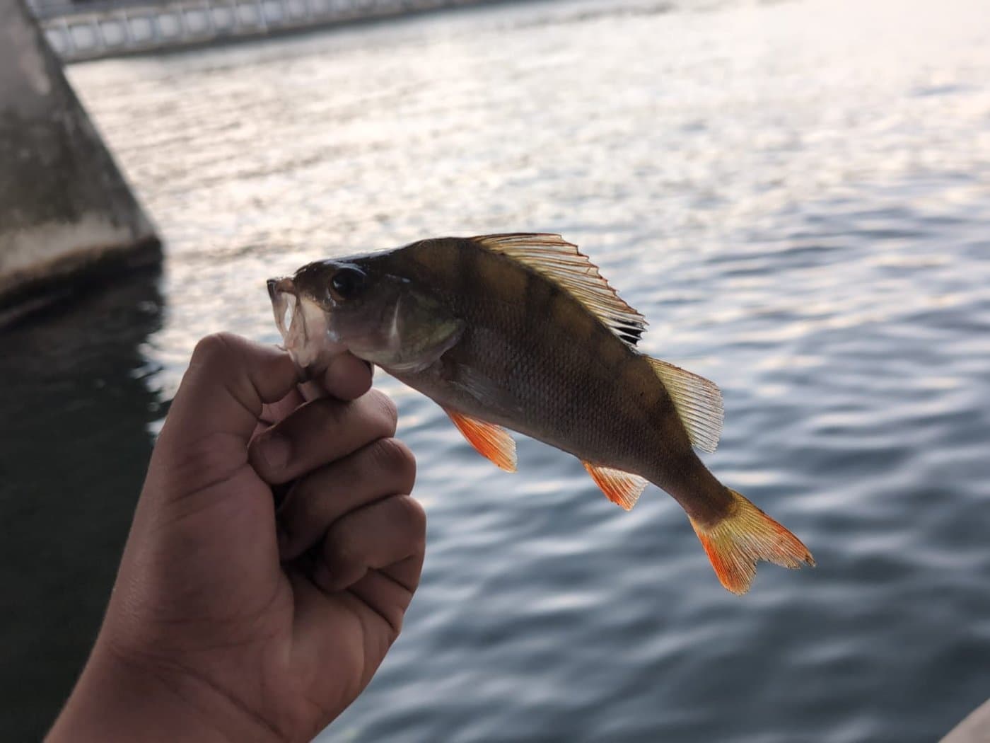 Close-up of Reyaan holding a freshly caught fish by the water